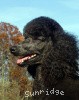 A photo of X. Skye of Sunridge, a blue standard poodle