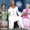 A photo of Timber Ridges Untouchable, CH, a white standard poodle