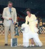 A photo of Timber Ridges Untouchable, CH, a white standard poodle