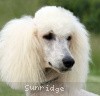 A photo of Timber Ridges Untouchable, CH, a white standard poodle