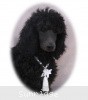 A photo of Sunridge Midnight Warrior, a blue standard poodle