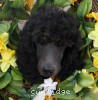 A photo of Sunridge Midnight Warrior, a blue standard poodle