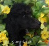 A photo of Sunridge Midnight Warrior, a blue standard poodle