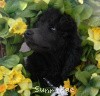 A photo of Sunridge Midnight Warrior, a blue standard poodle