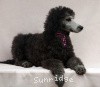 A photo of Sunridge Untouchable Vision, a silver standard poodle