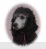 A photo of Sunridge Untouchable Vision, a silver standard poodle