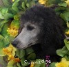 A photo of Sunridge Untouchable Vision, a silver standard poodle