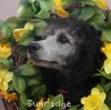 A photo of Sunridge Untouchable Vision, a silver standard poodle