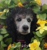 A photo of Sunridge Untouchable Vision, a silver standard poodle