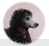 A photo of Sunridge Untouchable Vision, a silver standard poodle