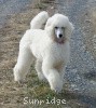 A photo of Sunridge Exquisitely Elegant Lilly, a white standard poodle