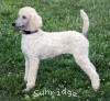 A photo of Sunridge Fire In The Moonlight, a white standard poodle