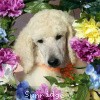 A photo of Sunridge Unforgettable Dreamz, a white standard poodle