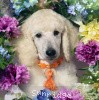 A photo of Sunridge Unforgettable Dreamz, a white standard poodle