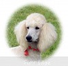 A photo of Sunridge Unforgettable Dreamz, a white standard poodle