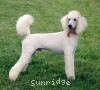 A photo of Sunridge Unforgettable Dreamz, a white standard poodle