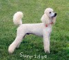 A photo of Sunridge Unforgettable Dreamz, a white standard poodle