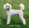 A photo of Sunridge Unforgettable Dreamz, a white standard poodle