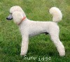 A photo of Sunridge Unforgettable Dreamz, a white standard poodle