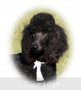 A photo of Sunridge Midnight Warrior, a blue standard poodle