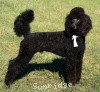 A photo of Sunridge Midnight Warrior, a blue standard poodle