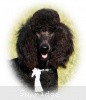 A photo of Sunridge Midnight Warrior, a blue standard poodle