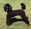 A photo of Sunridge Midnight Warrior, a blue standard poodle