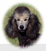 A photo of Sunridge Untouchable Vision, a silver standard poodle