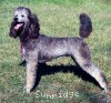 A picture of Sunridge Untouchable Vision, a silver standard poodle