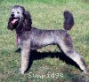 A photo of Sunridge Untouchable Vision, a silver standard poodle