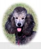 A photo of Sunridge Untouchable Vision, a silver standard poodle