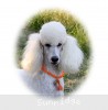 A photo of Sunridge Forever Untouchable, a white standard poodle