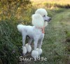 A photo of Sunridge Forever Untouchable, a white standard poodle