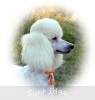 A photo of Sunridge Forever Untouchable, a white standard poodle