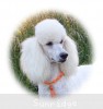 A photo of Sunridge Forever Untouchable, a white standard poodle