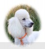 A photo of Sunridge Forever Untouchable, a white standard poodle