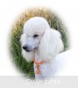 A photo of Sunridge Forever Untouchable, a white standard poodle