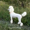 A photo of Sunridge Forever Untouchable, a white standard poodle