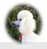 A photo of Sunridge Forever Untouchable, a white standard poodle