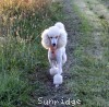 A photo of Sunridge Forever Untouchable, a white standard poodle