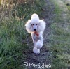 A photo of Sunridge Forever Untouchable, a white standard poodle