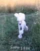 A photo of Sunridge Forever Untouchable, a white standard poodle