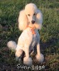 A photo of Sunridge Forever Untouchable, a white standard poodle