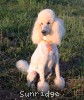 A photo of Sunridge Forever Untouchable, a white standard poodle