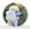 A photo of Sunridge Forever Untouchable, a white standard poodle