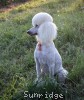 A photo of Sunridge Forever Untouchable, a white standard poodle