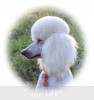 A photo of Sunridge Forever Untouchable, a white standard poodle