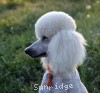 A photo of Sunridge Forever Untouchable, a white standard poodle