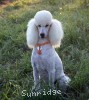 A photo of Sunridge Forever Untouchable, a white standard poodle