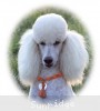 A photo of Sunridge Forever Untouchable, a white standard poodle